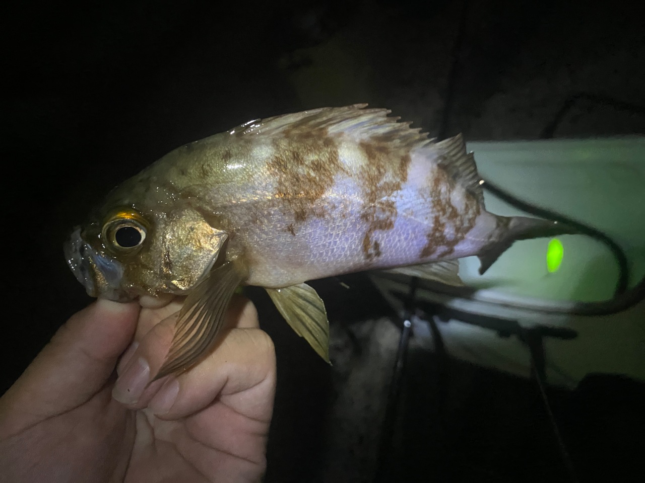 開始1発目はメバル!!