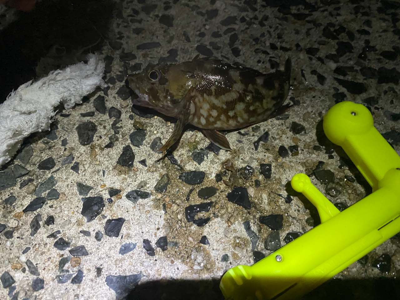 やっぱり釣れるガシラ
