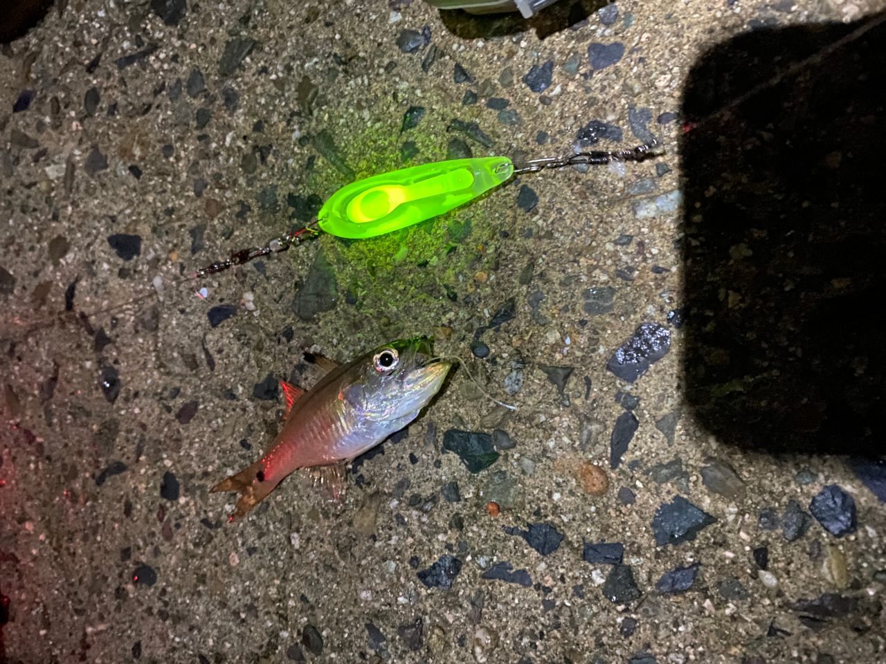 ネンブツダイはノッコミかも?
