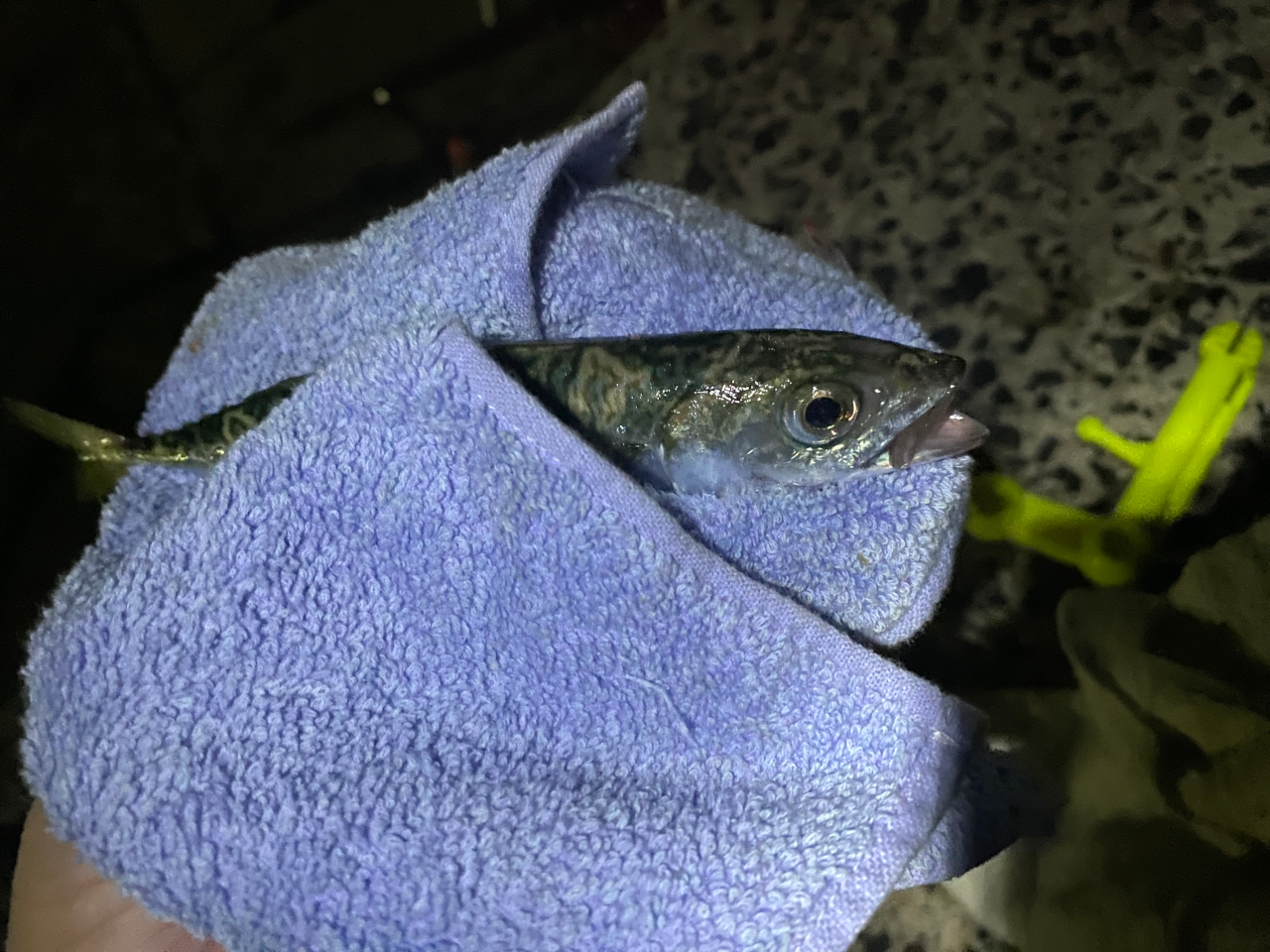 前回に続き小サバが健在でした。