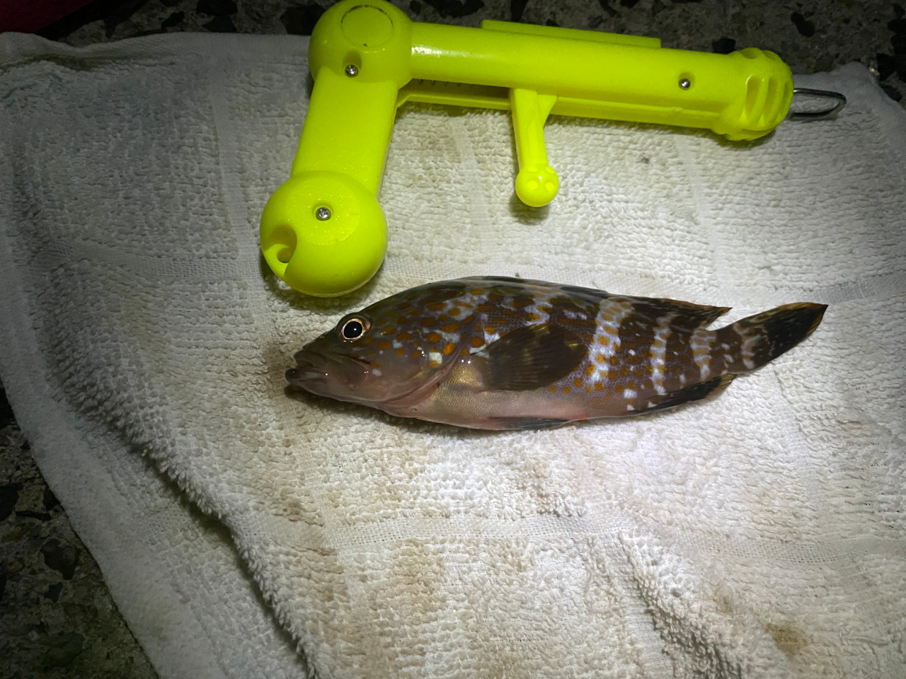 嬉しい根魚のアコウちゃん。小さいのでリリース。