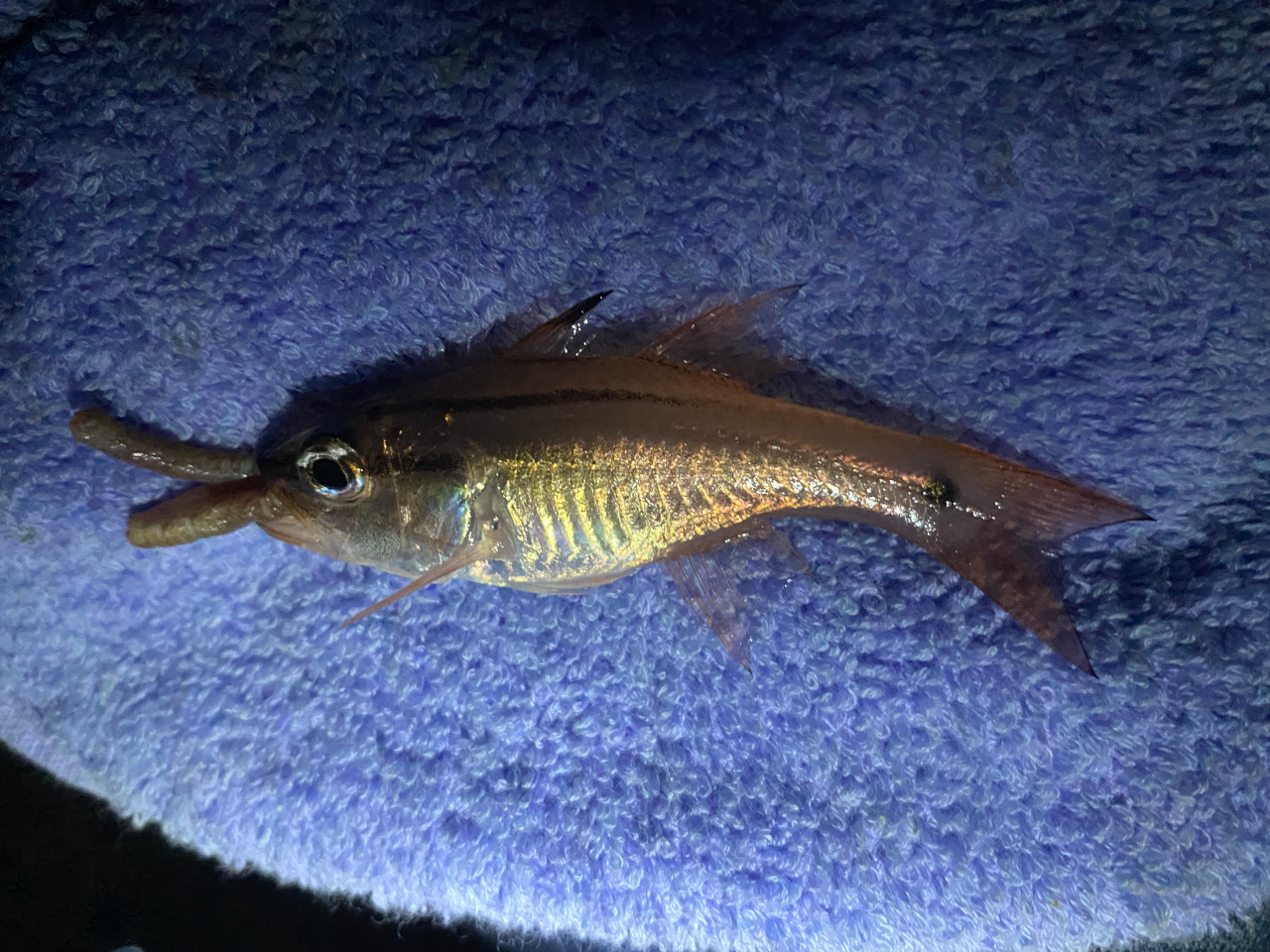やっぱり釣れちゃうネンブツダイ