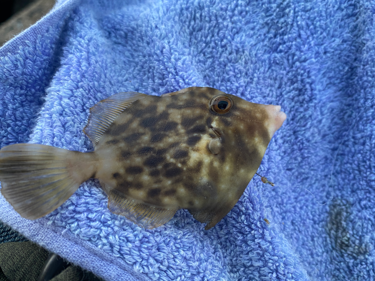 カワハギが釣れ始めると秋シーズンと思ってます