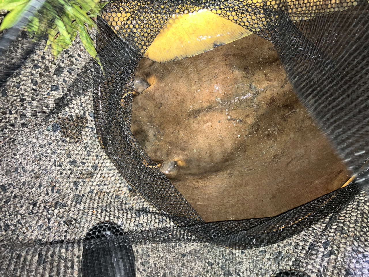 同行者が1m超のアカエイを釣りあげた!