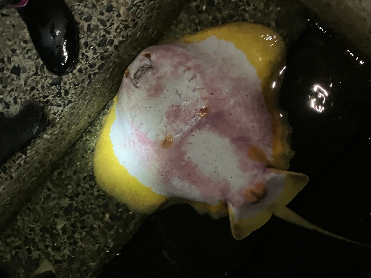 裏から見るとすごく可愛い→アカエイ