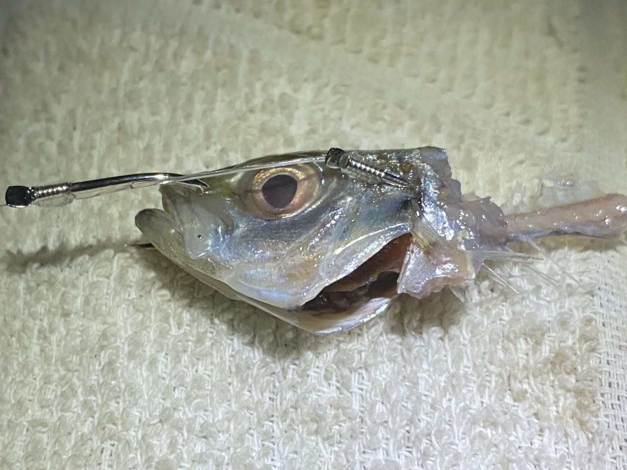 ノマセは冷凍アジが頭と骨だけに!!