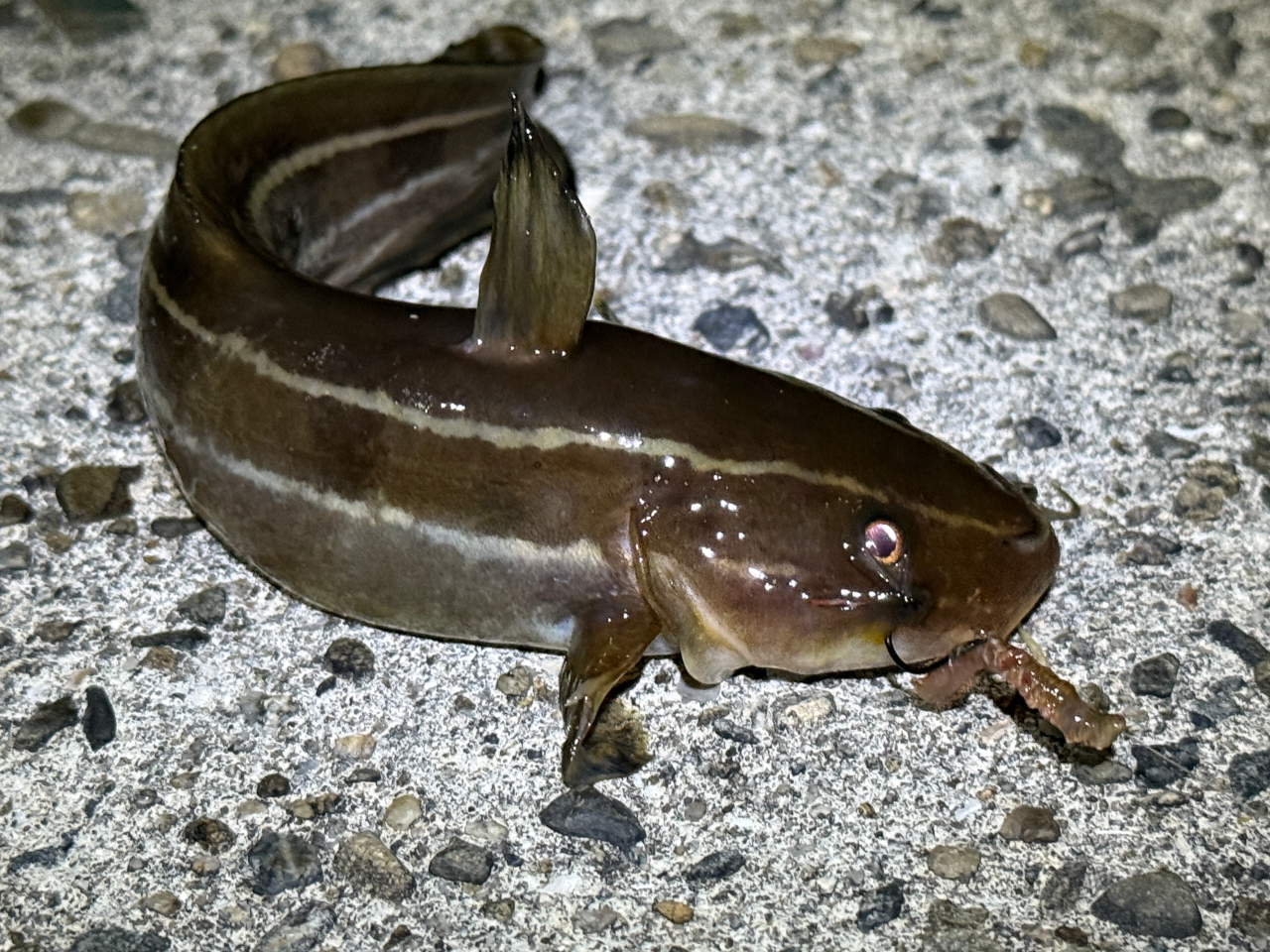 夜中一発目はゴンズイ。美味しいらしいけどまだ食べたことはありません。