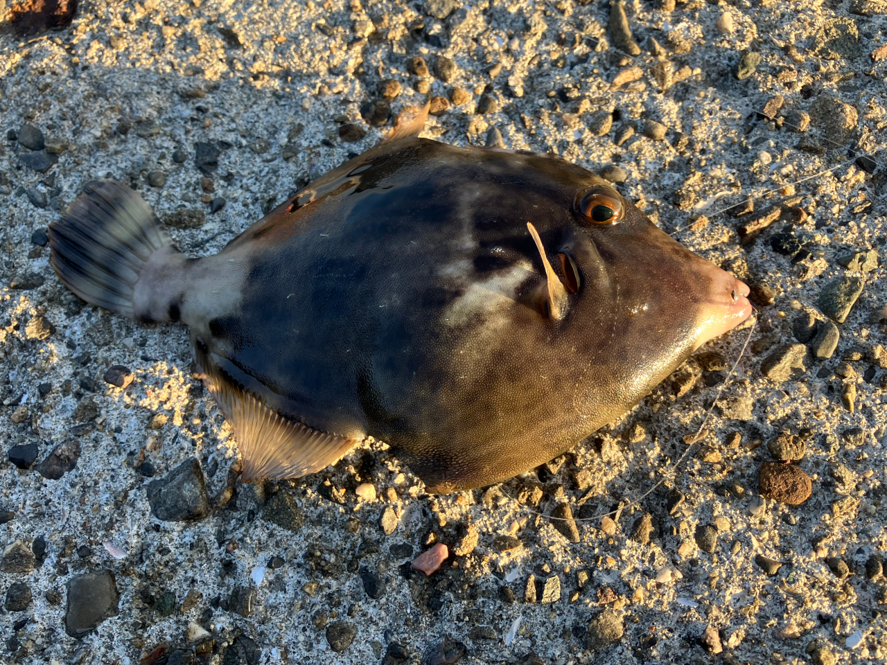 カワハギはまだまだ小さいご様子