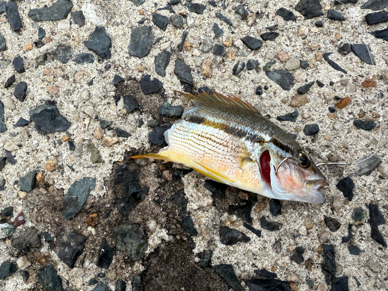 ノマセの結果、がっつり食われてました。飲み込むまでは行かなかったのかなぁ・・・。