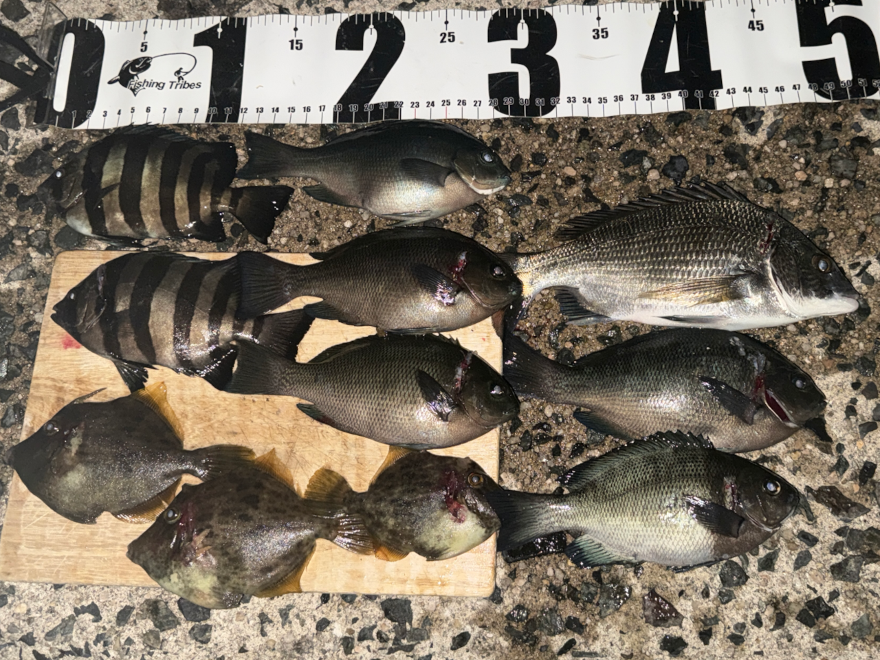 24cmのチヌをはじめ、グレとサンバソウ、あとカワハギ。