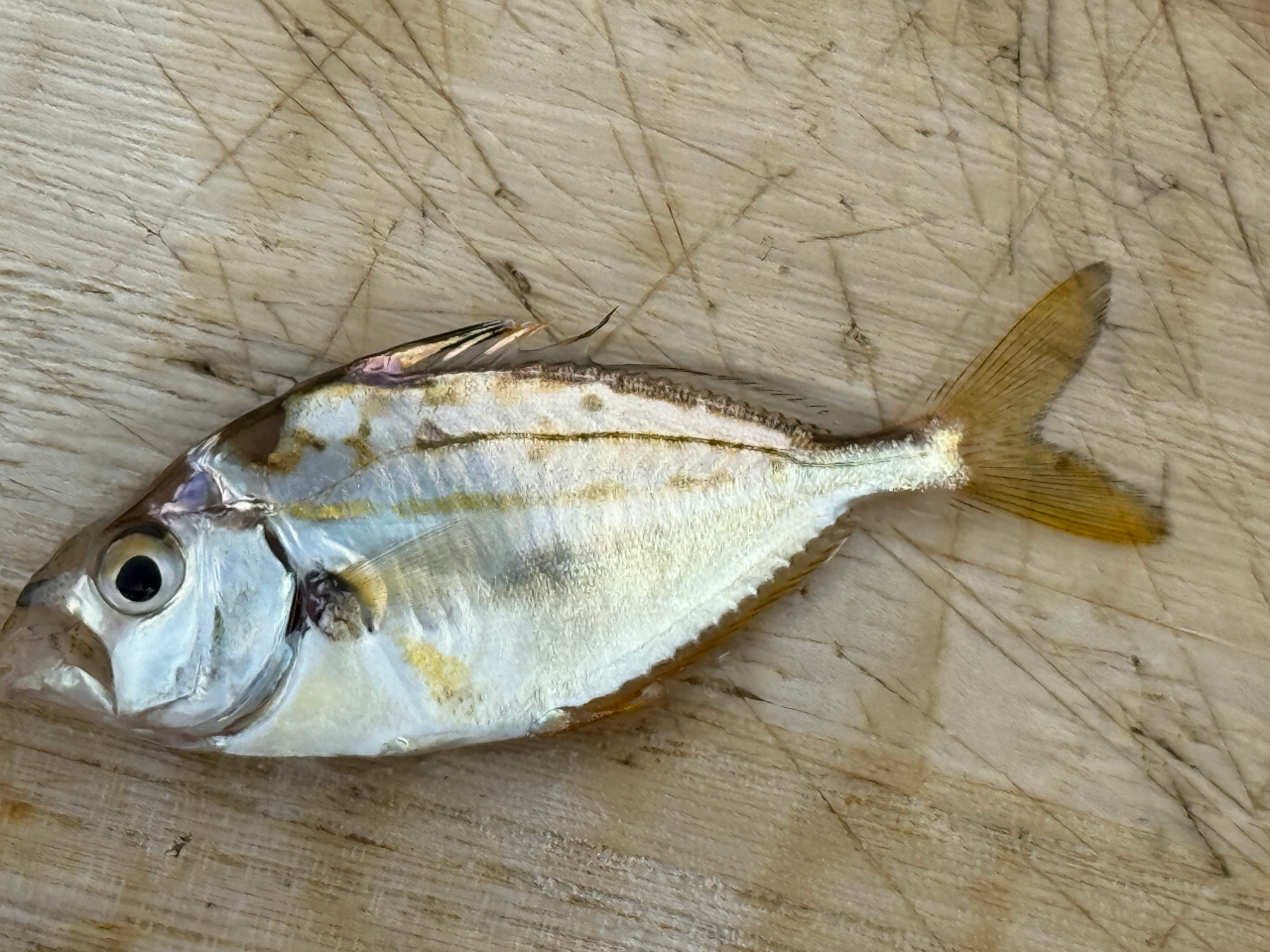夏のお魚代表格ヒイラギ。今年は今回が初めましてだった。