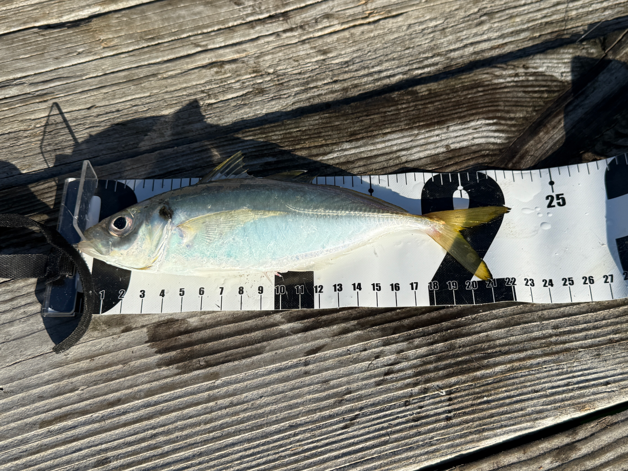 1発目は良型のアジ!!この日は釣れる波はあったものの終日釣れました!