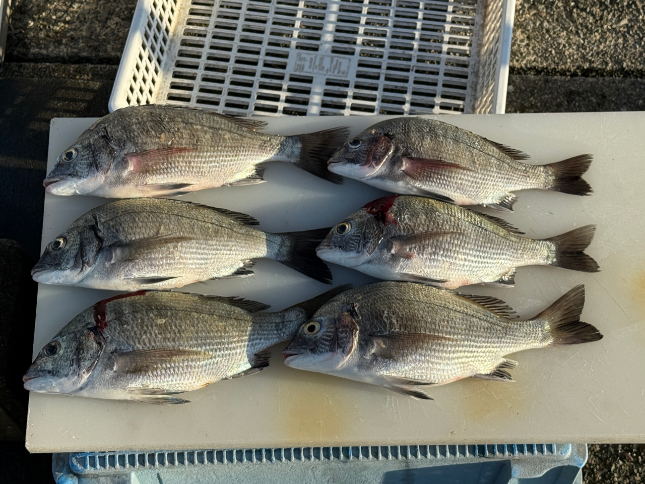 同行者のかかり釣りも併せてチヌ6匹と上々の結果。サイズは30cm前後と小さめでした。