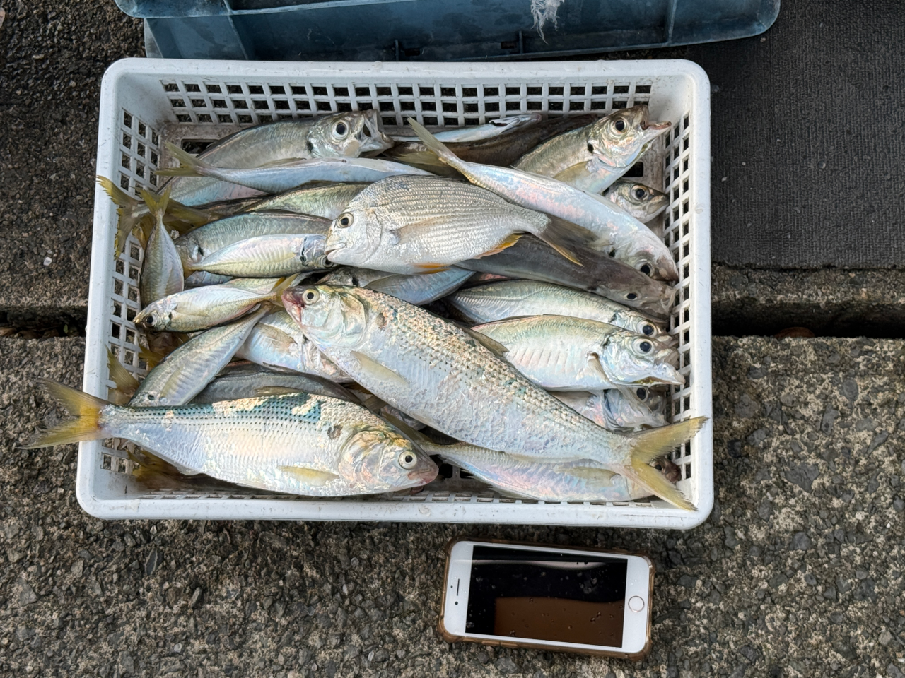 最後にアジ・コノシロ・レンコ鯛。同行者がかかり釣りでレンコ鯛を釣ってました。