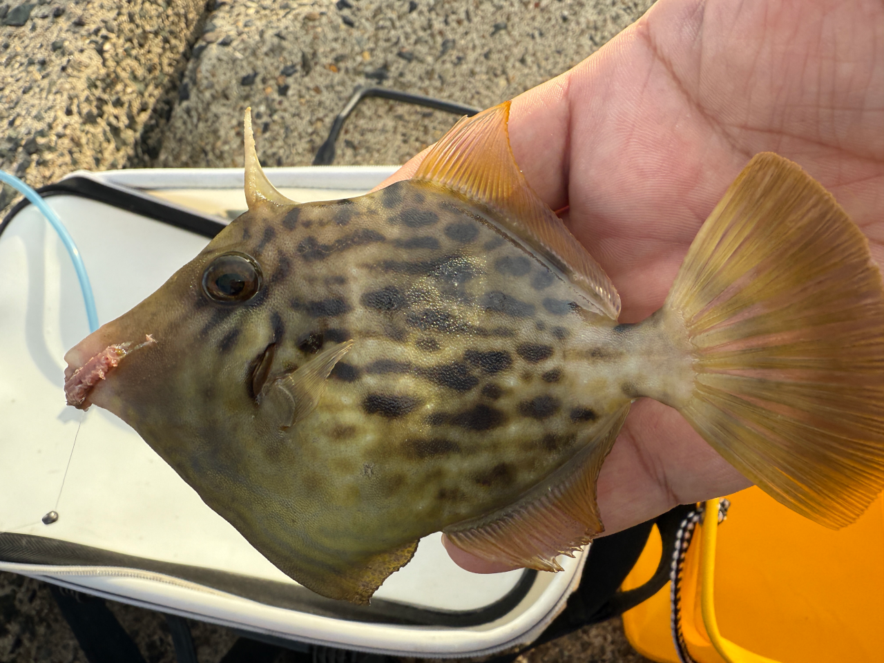 まずはカワハギ。9月に比べ少し大きめの10~18cmが釣れました。