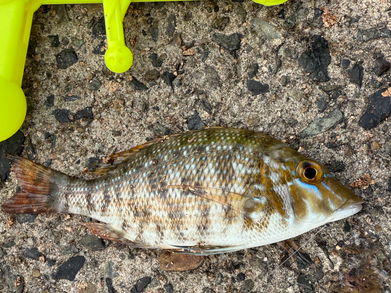 ハマフエフキ(タマン)も釣れますが、手のひらサイズ。