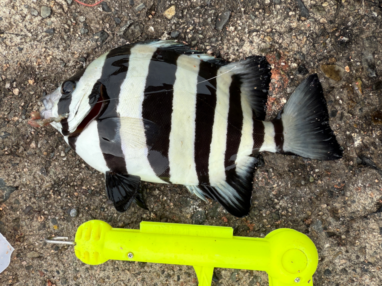 サンバソウ(イシダイの子)もそこそこ釣れるけど、大型はご不在の模様。