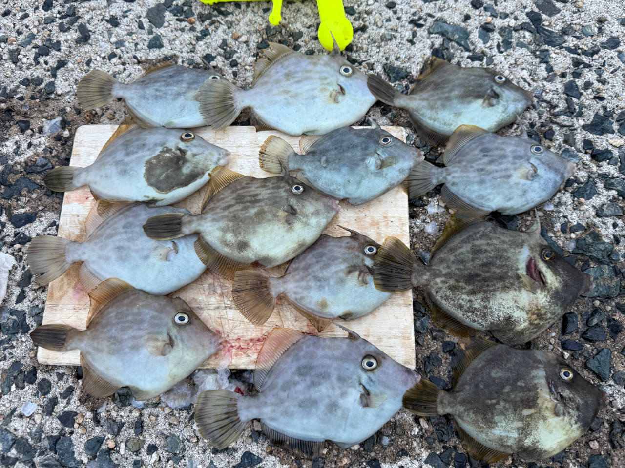 釣果写真-フカセ(カワハギ)