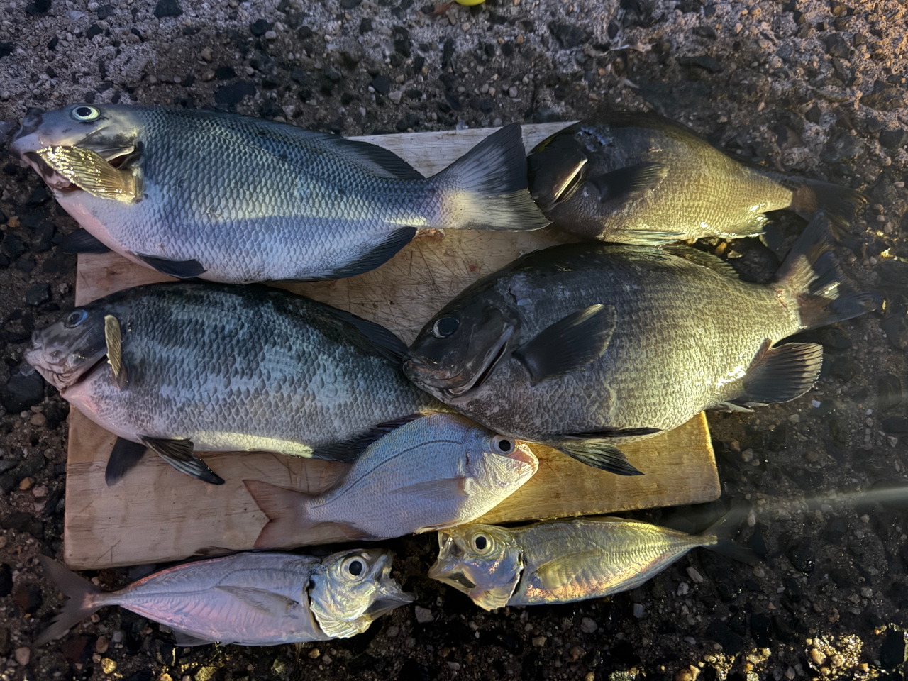 釣果写真-フカセ(グレ・アジなど)