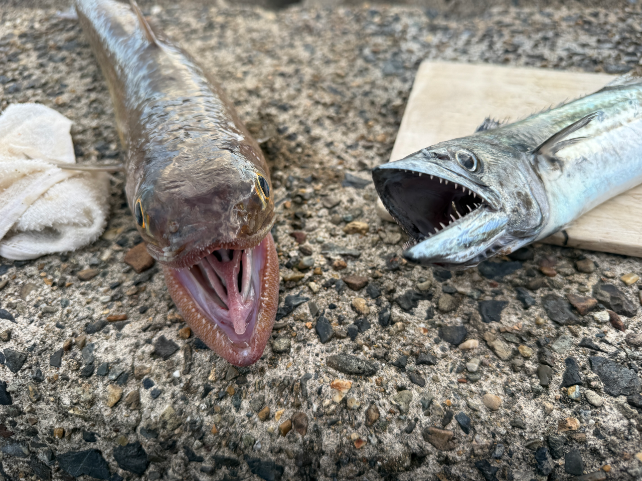 サゴシとエソはなかなかに厳つい見た目してます（笑）