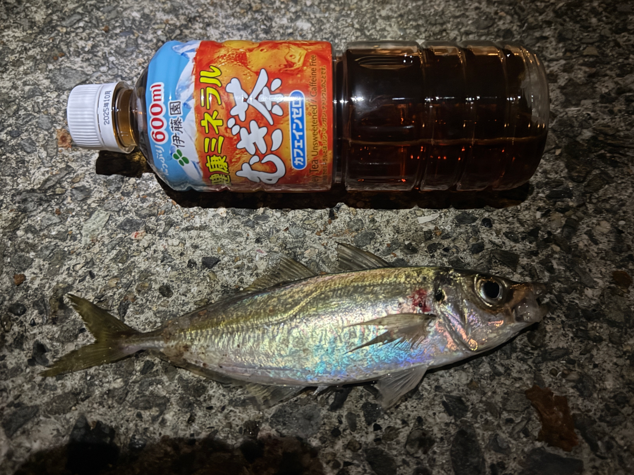 待望の今年初アジ！！