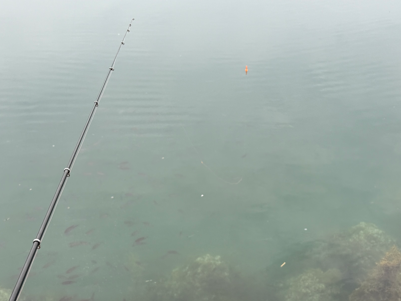 ようやくコッパたちが湧き始めました。待ちわびてましたぞー!