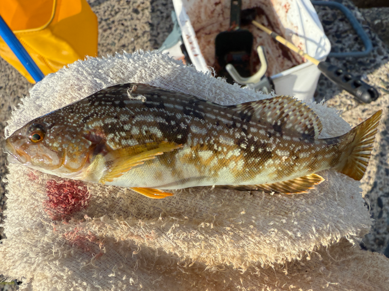 フカセでアイナメが釣れるのは想定外でした