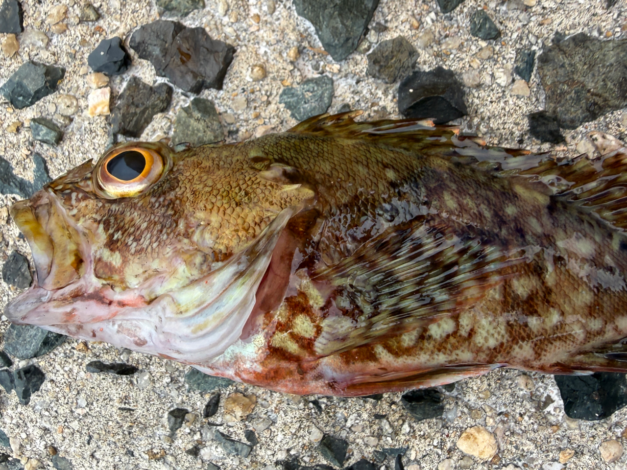 ガシラもしっかり釣れています