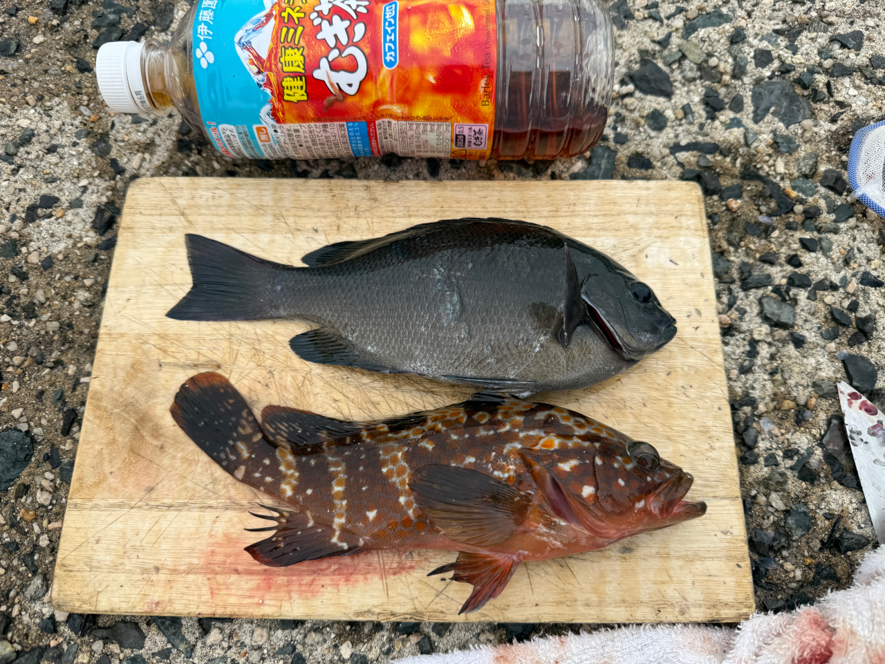 少し大きめのグレとアコウのツーショット📷